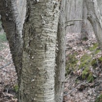 Betula lutea photographed by Gregor Beck