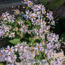 Purple flowers of Large-leaved Aster photographed by Natasha Barlow